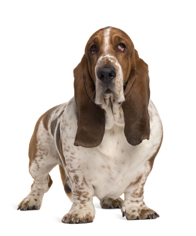 Basset Hound | Stoppt Qualzucht!